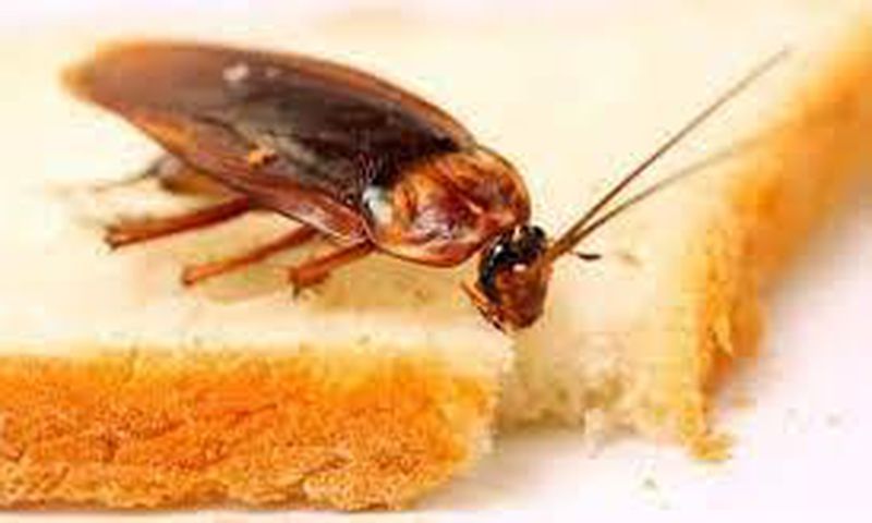 Cockroaches contaminate food [TheHealthSite]