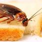 Cockroaches contaminate food [TheHealthSite]