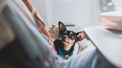 Dog on a plane (image used for illustrative purpose) [Shutterstock]