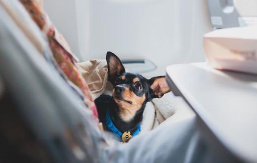 Dog on a plane (image used for illustrative purpose) [Shutterstock]