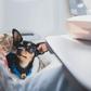 Dog on a plane (image used for illustrative purpose) [Shutterstock]