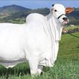 The world's most expensive cow [X/interestingfact]