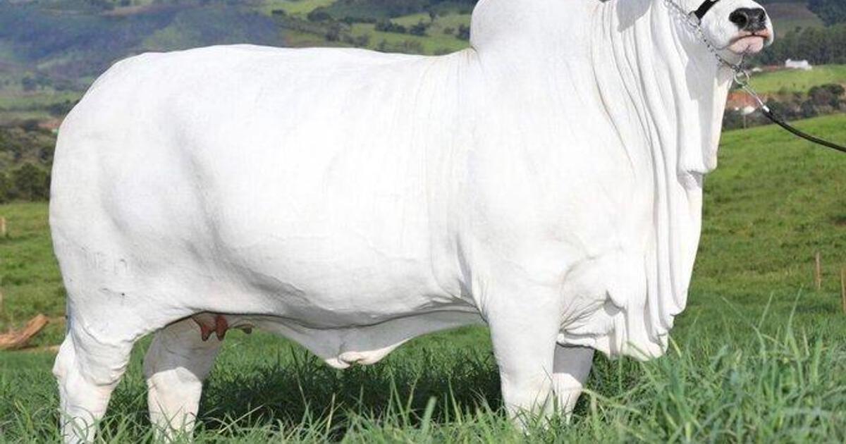 The world's most expensive cow was sold for GHC56.5m - Here’s why ...