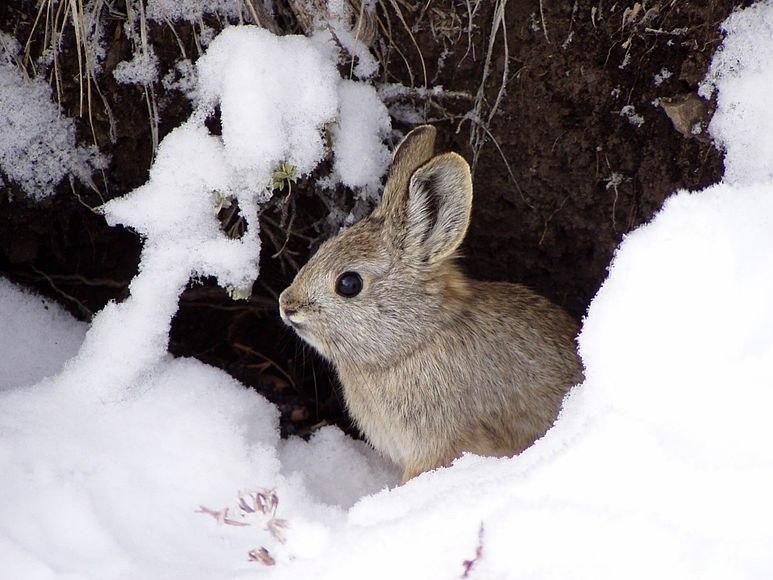 A pygmy rabbit.