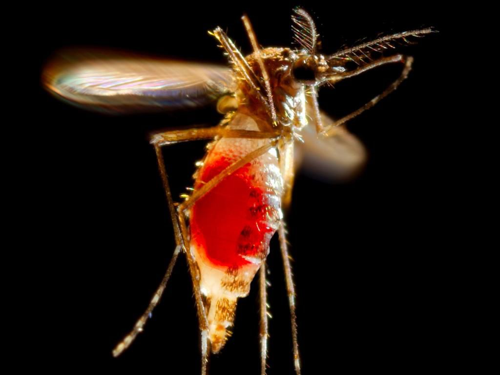 Mosquitoes can transmit serious diseases like Zika and dengue.