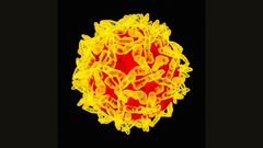 73 reportedly dead as Yellow Fever hit three states (Wired)