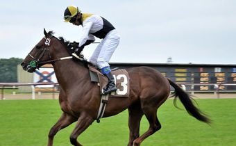 Experience the thrills of horse racing at Newton Abbo