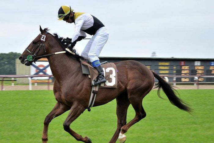 Experience the thrills of horse racing at Newton Abbo