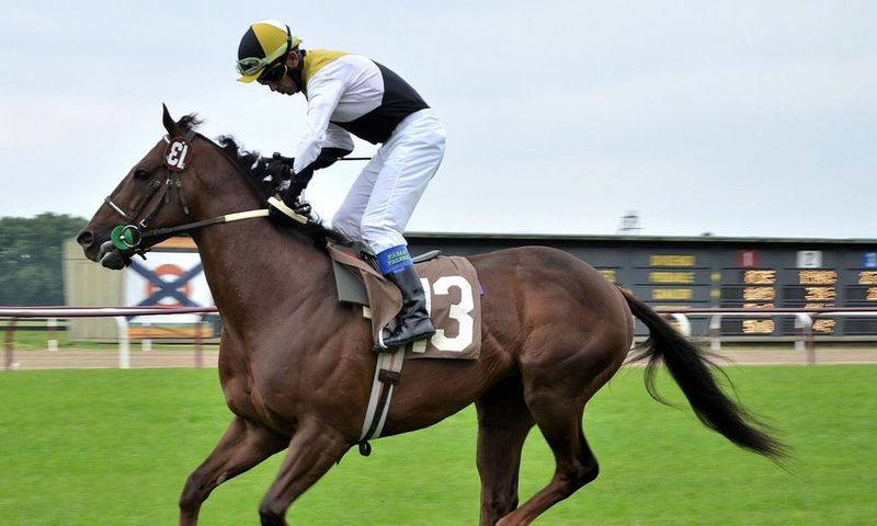 Experience the thrills of horse racing at Newton Abbo