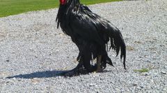 ___9084352___2018___11___8___14___700