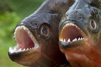Piranha [LiveScience]