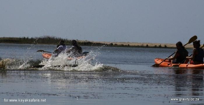 Kayaking With Hippos & Crocs