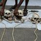 An Indian farmer from Tamil Nadu state arranges human skulls, said to belong to farmers who had committed suicide, during a protest in New Delhi on August 1, 2017