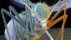 Aedes aegypti mosquitoes are carriers of the yellow fever, dengue, chikungunya viruses as well as Zika.