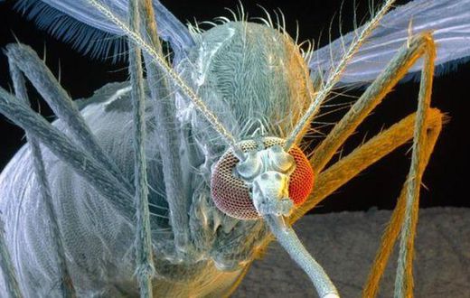 Aedes aegypti mosquitoes are carriers of the yellow fever, dengue, chikungunya viruses as well as Zika.