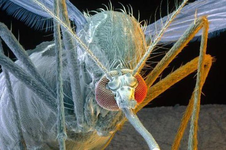 Aedes aegypti mosquitoes are carriers of the yellow fever, dengue, chikungunya viruses as well as Zika.