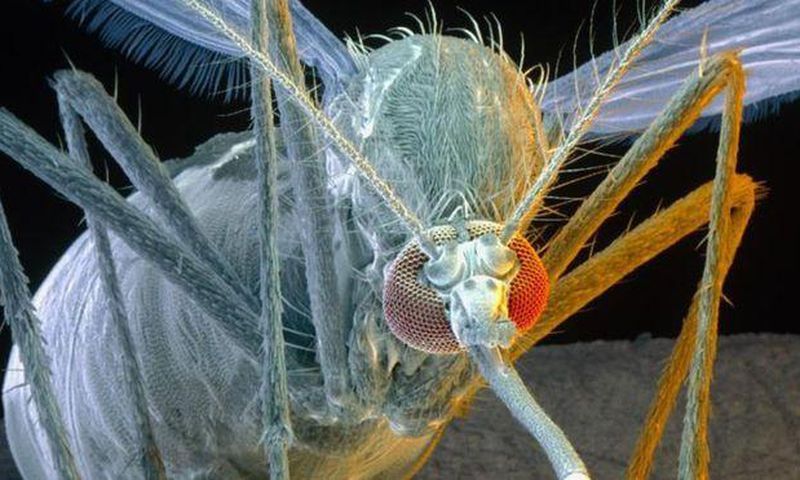 Aedes aegypti mosquitoes are carriers of the yellow fever, dengue, chikungunya viruses as well as Zika.