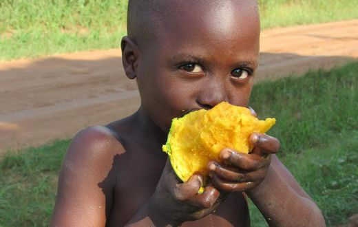 Why you should binge on mangoes this season [WikimediaCommons]