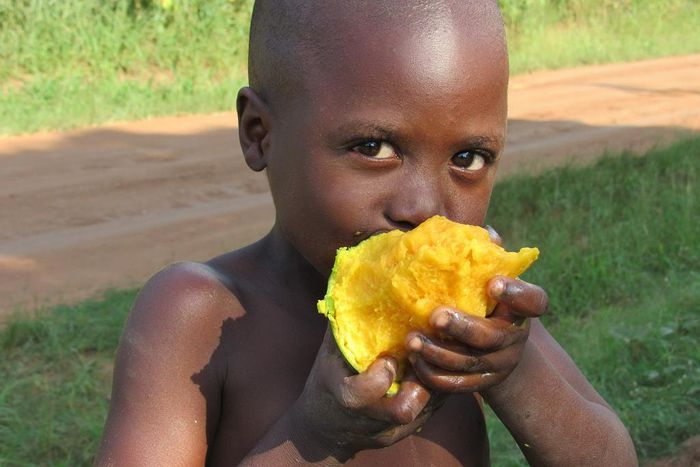 Why you should binge on mangoes this season [WikimediaCommons]