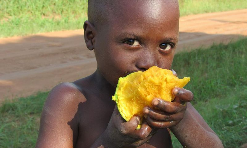 Why you should binge on mangoes this season [WikimediaCommons]