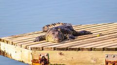 Crocodile [Shutterstock]