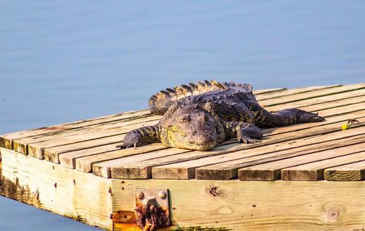 Crocodile [Shutterstock]