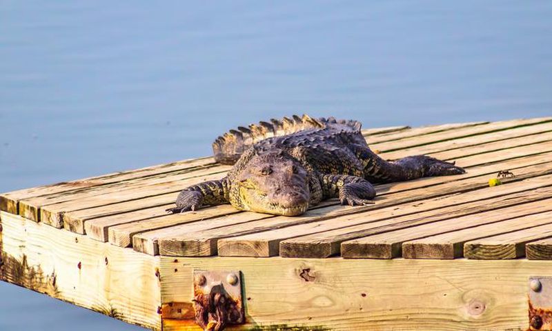 Crocodile [Shutterstock]