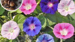 Morning glory seeds [Flipkart]