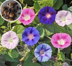 Morning glory seeds [Flipkart]
