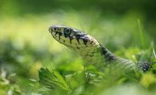 Snakes are fascinating creatures [Guideposts]