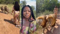 Fear griped TikToker as one of 2 lions she was walking with turned towards her