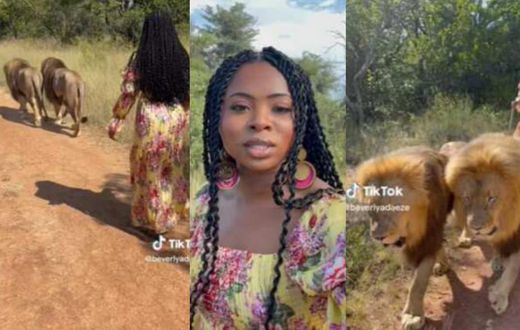 Fear griped TikToker as one of 2 lions she was walking with turned towards her