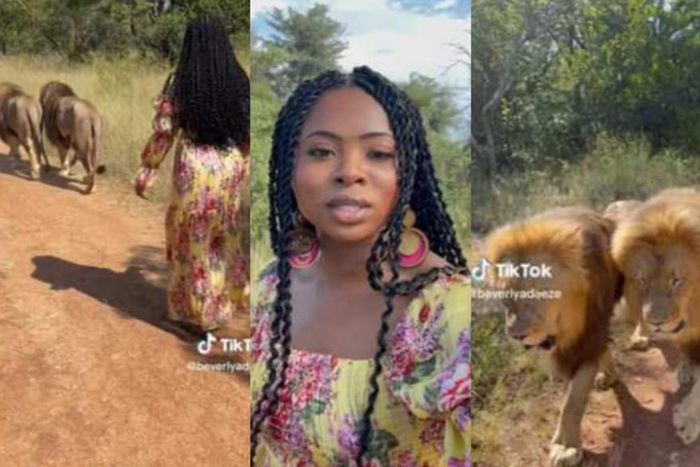 Fear griped TikToker as one of 2 lions she was walking with turned towards her