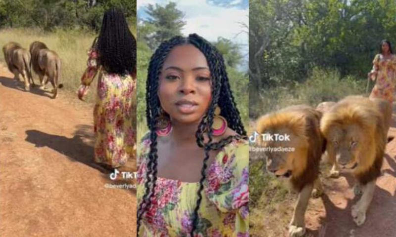 Fear griped TikToker as one of 2 lions she was walking with turned towards her
