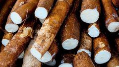 Cassava [Thespruceeats]