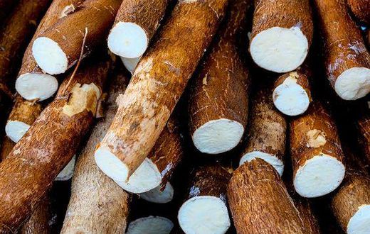 Cassava [Thespruceeats]