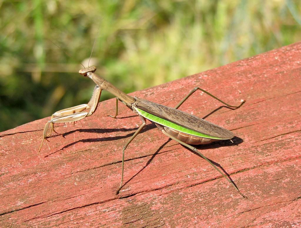 A Praying Mantis - Source (Flickr)