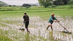 Rice Plantation in Africa