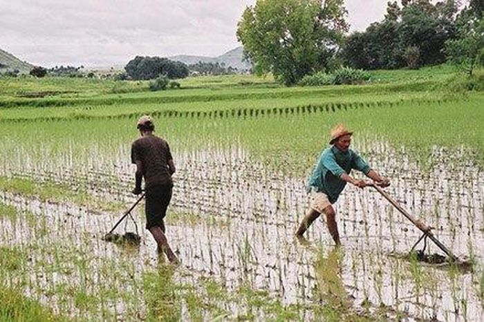 Rice Plantation in Africa