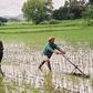 Rice Plantation in Africa