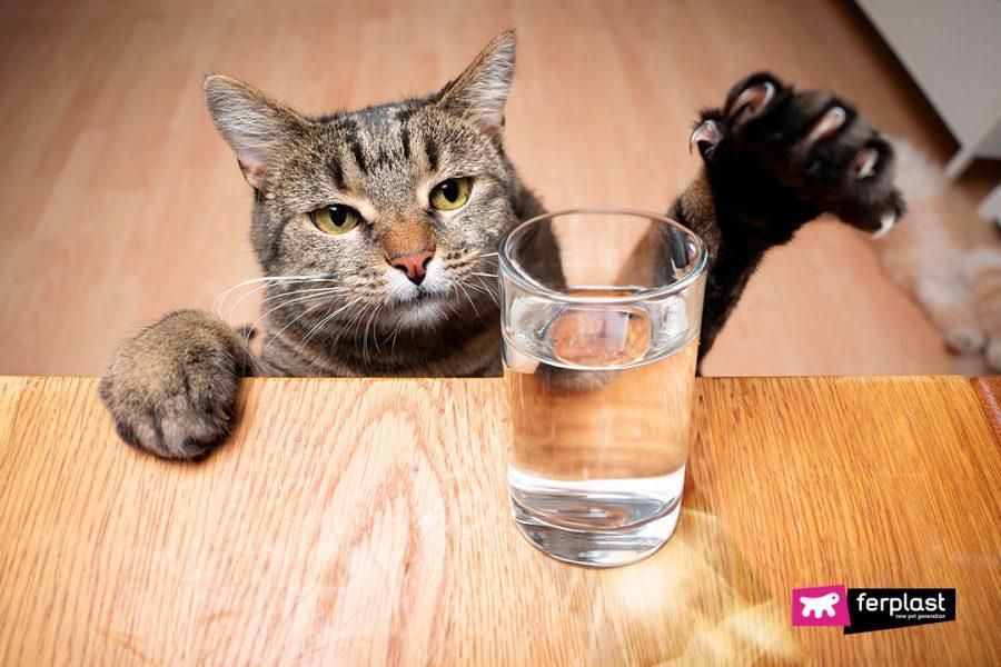 It's time to get new toys [Ferplast]