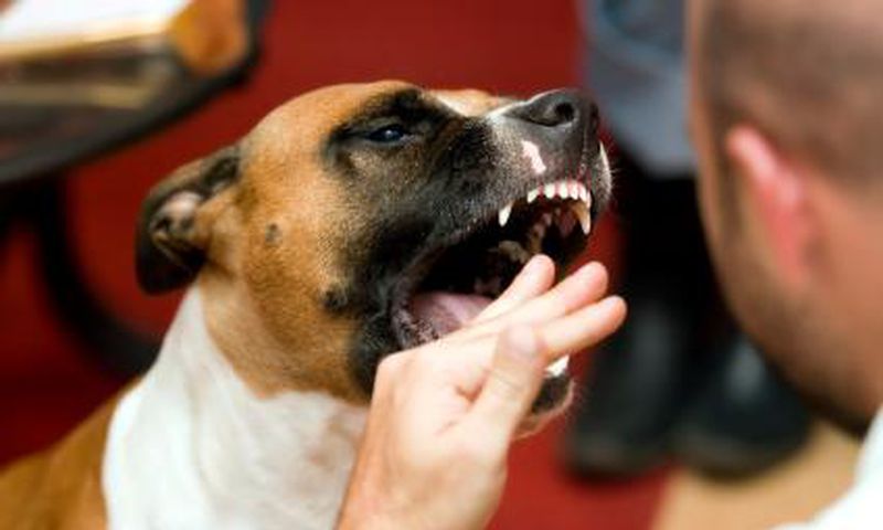Many diseases we know today, came from animals [DannoLawFirm]