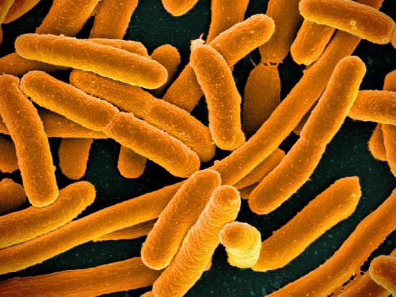 E. coli Bacteria