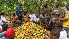 Cocoa farmers