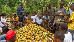 Cocoa farmers