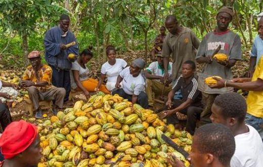 Cocoa farmers