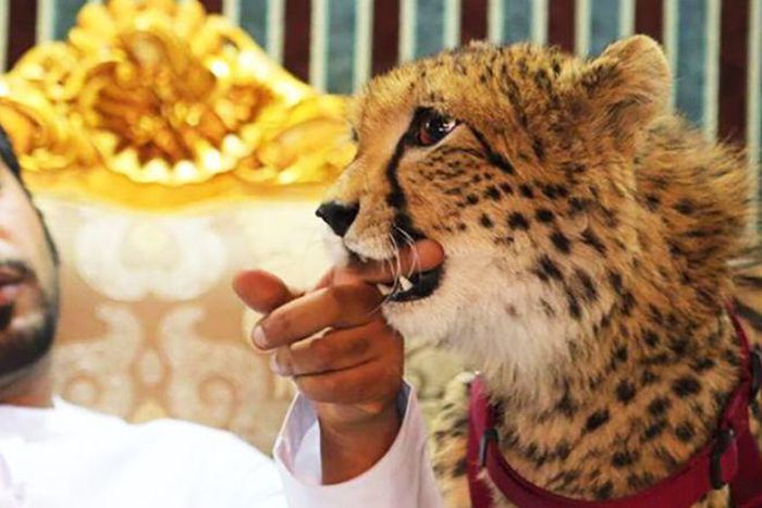 Exotic animals should never be kept as pets [CNN]