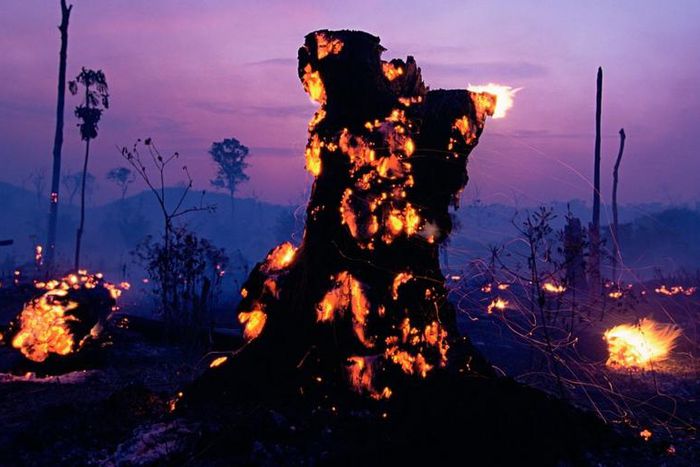 DEFORESTATION, BRAZIL