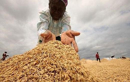 Local rice farmers have kicked against the decision of the ministry to allow rice importation through three land borders of the country.