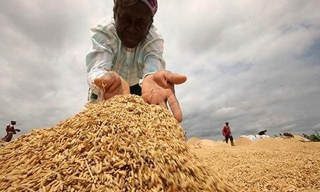 Rice production